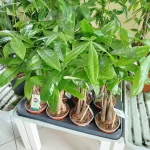 Pachira wodna (Pachira aquatica) 40cm