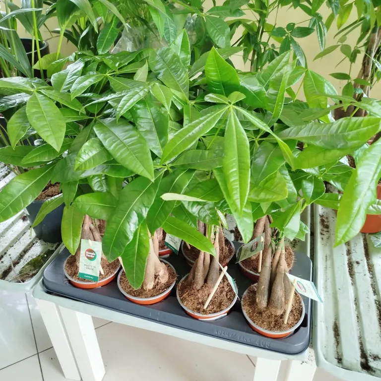 Pachira wodna (Pachira aquatica) 40cm