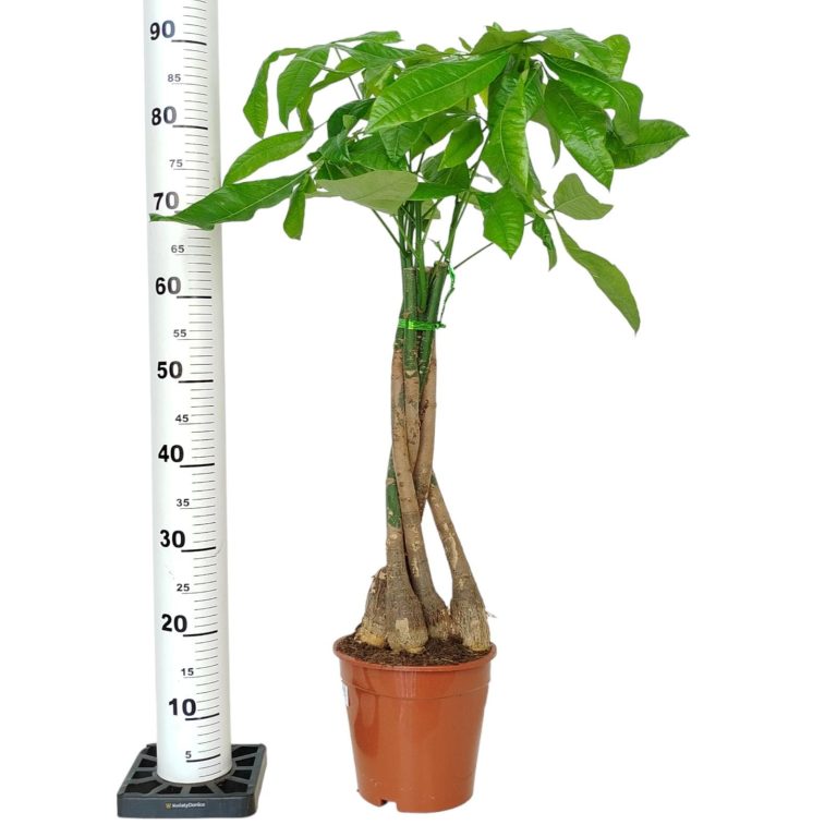 Pachira wodna (Pachira aquatica) 85cm