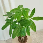 Pachira wodna (Pachira aquatica) 65cm