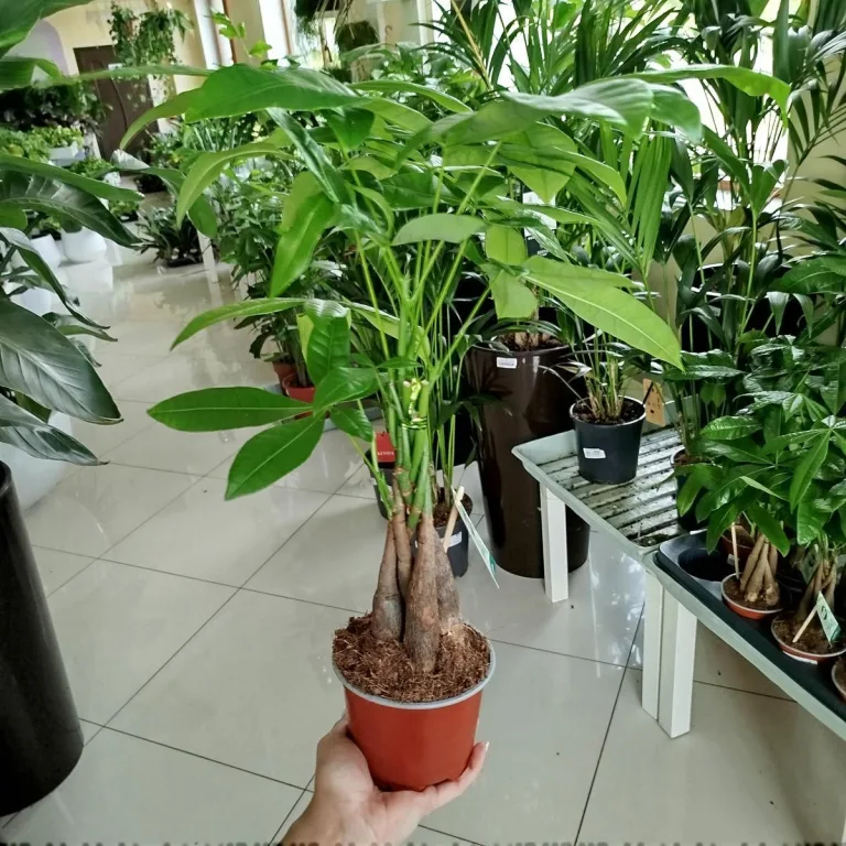 Pachira wodna (Pachira aquatica) 40cm