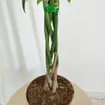 Pachira wodna (Pachira aquatica) 65cm