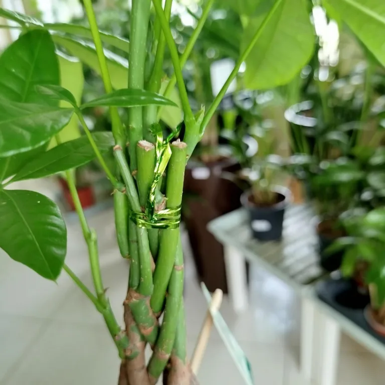 Pachira wodna (Pachira aquatica) 40cm