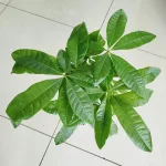 Pachira wodna (Pachira aquatica) 40cm