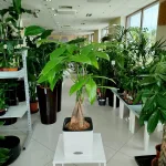 Pachira wodna (Pachira aquatica) 40cm