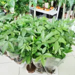 Pachira wodna (Pachira aquatica) 65cm