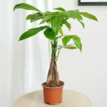 Pachira wodna (Pachira aquatica) 40cm