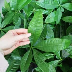 Pachira wodna (Pachira aquatica) 65cm