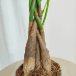 Pachira wodna (Pachira aquatica) 40cm