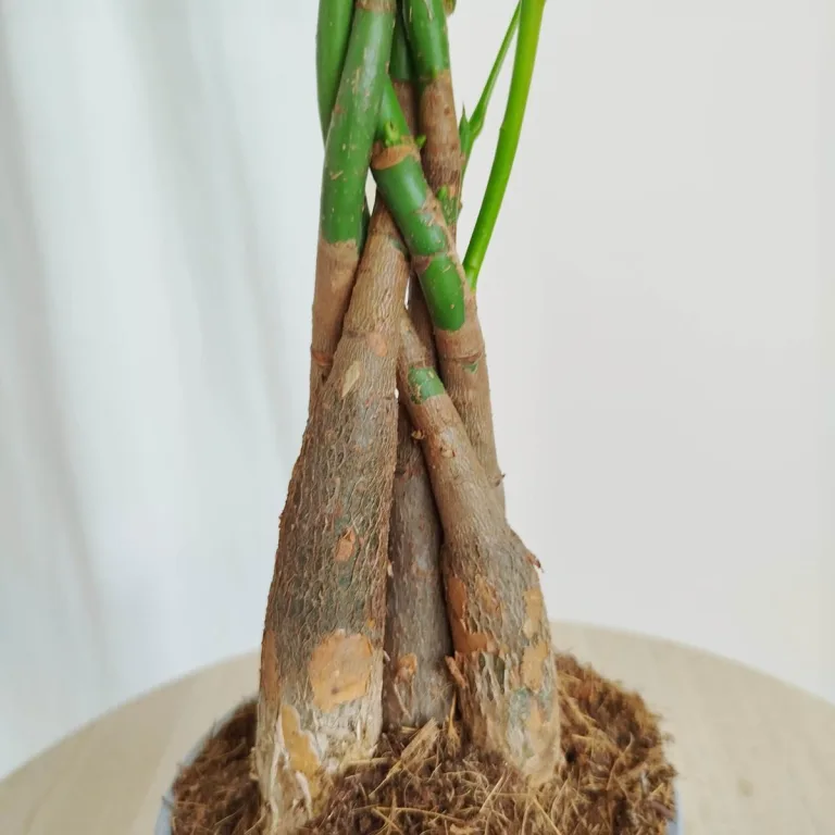 Pachira wodna (Pachira aquatica) 40cm