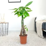 Pachira wodna (Pachira aquatica) 75cm