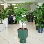 Pachira wodna (Pachira aquatica) 65cm