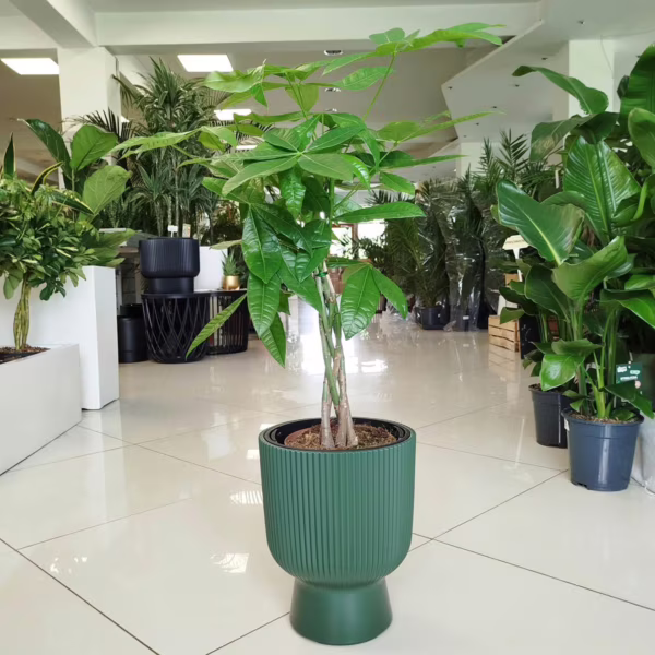 Pachira wodna (Pachira aquatica) 60-70cm