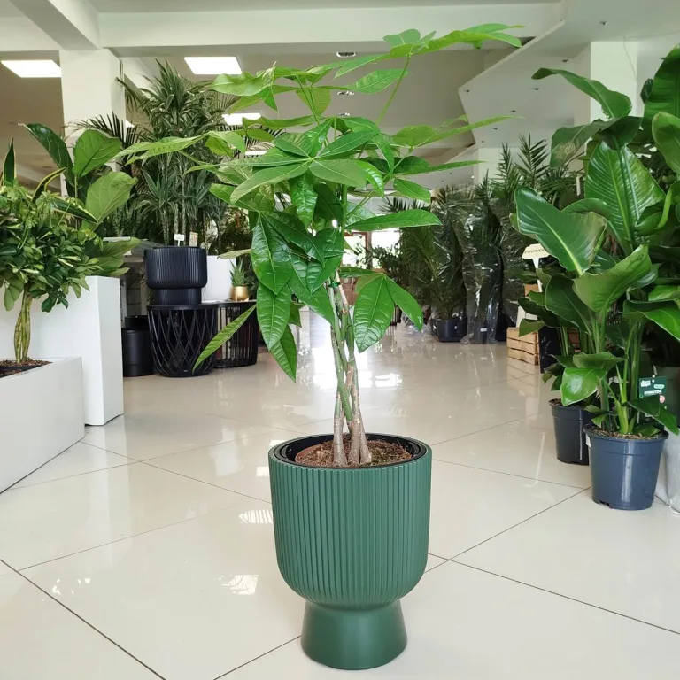 Pachira wodna (Pachira aquatica) 65cm