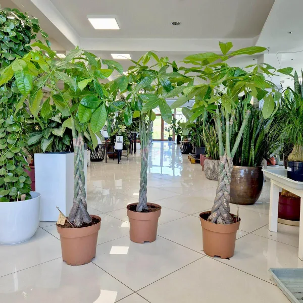 Pachira wodna (Pachira aquatica) 130cm