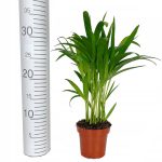Palma Areka (Areca Dypsis) 30cm