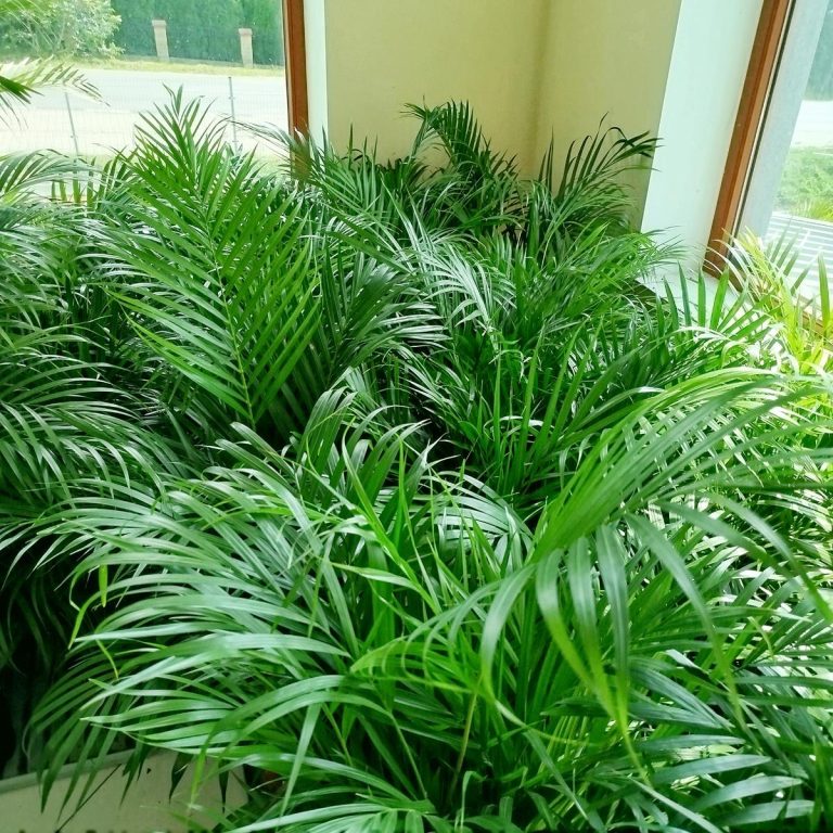 Palma Areka (Areca Dypsis) 140cm