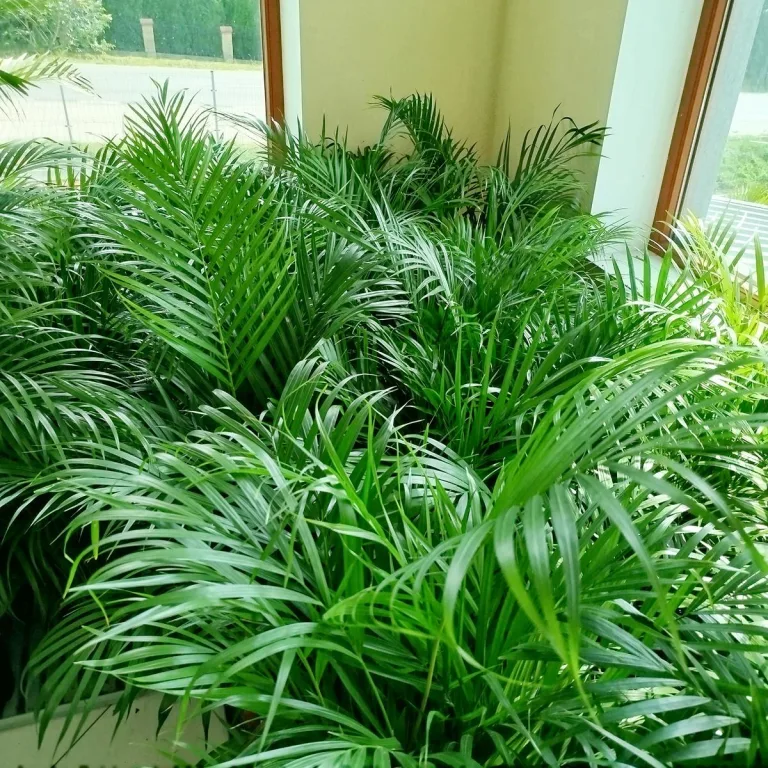 Palma Areka (Areca Dypsis) 140cm