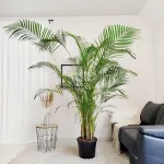 Palma Areka (Areca Dypsis) 220cm