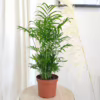 Palma Chamedora wytworna (Chamaedorea elegans) 55-60cm