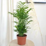 Palma Chamedora wytworna (Chamaedorea elegans) 60cm