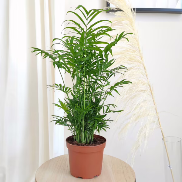 Palma Chamedora wytworna (Chamaedorea elegans) 55-60cm