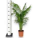 Palma Chamedora wytworna (Chamaedorea elegans) 75cm