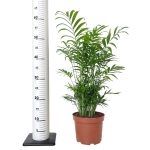 Palma Chamedora wytworna (Chamaedorea elegans) 60cm