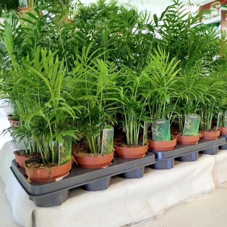 Palma Chamedora wytworna (Chamaedorea elegans) 60cm