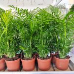 Palma Chamedora wytworna (Chamaedorea elegans) 60cm