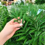 Palma Chamedora wytworna (Chamaedorea elegans) 60cm