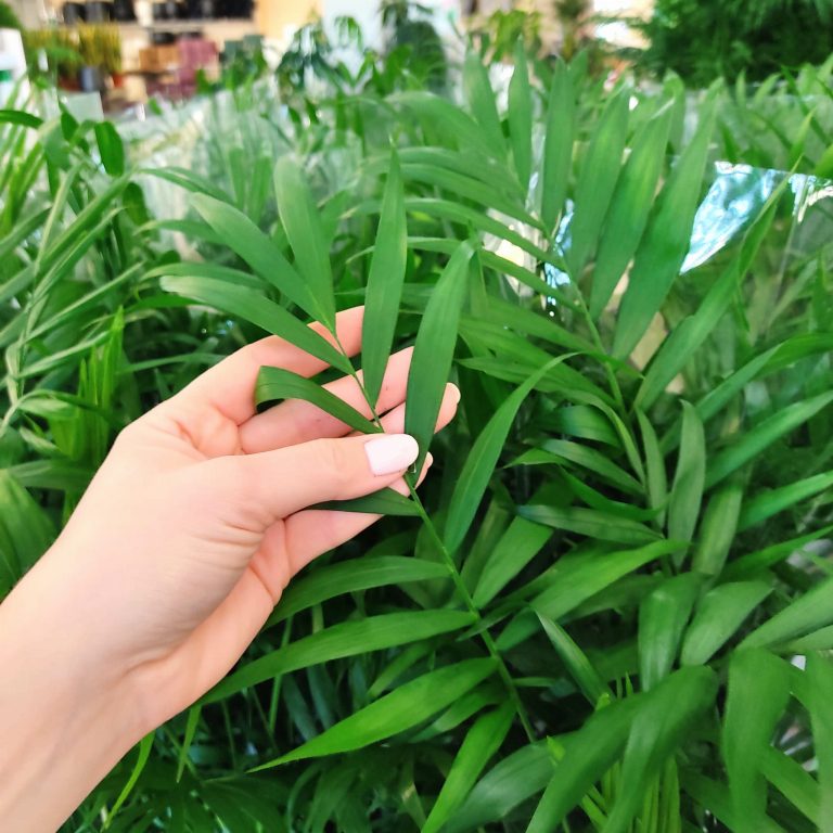 Palma Chamedora wytworna (Chamaedorea elegans) 60cm