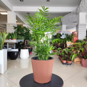 Palma Chamedora wytworna (Chamaedorea elegans) 60cm