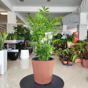 Palma Chamedora wytworna (Chamaedorea elegans) 60cm