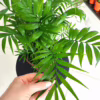 Palma Chamedora wytworna (Chamaedorea elegans) 55-60cm