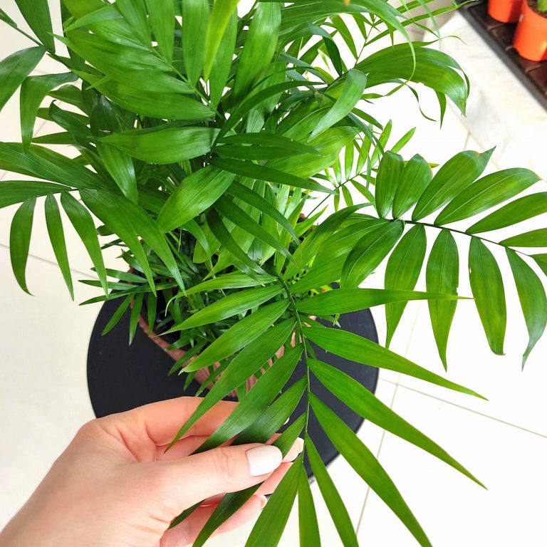 Palma Chamedora wytworna (Chamaedorea elegans) 60cm