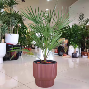 Palma karłowa (Chamaerops humilis) 80-90cm