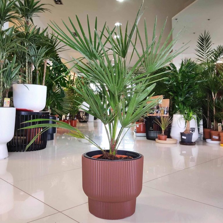 Palma karłowa (Chamaerops humilis) 85cm