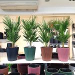 Palma karłowa (Chamaerops humilis) 85cm