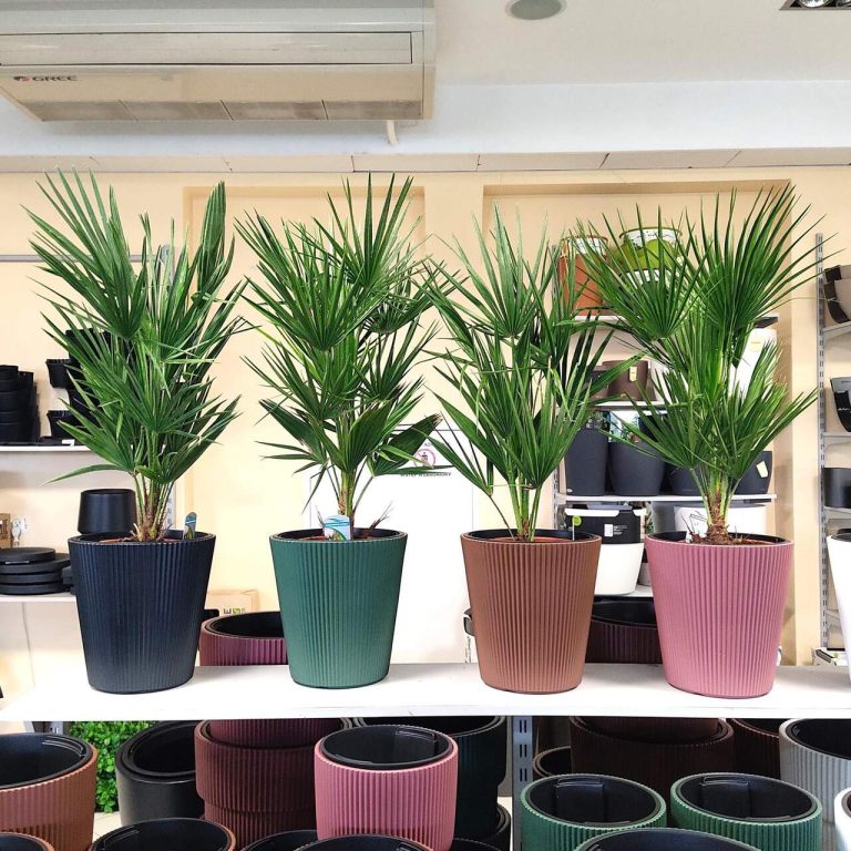 Palma karłowa (Chamaerops humilis) 85cm