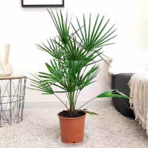 Palma karłowa (Chamaerops humilis) 85cm