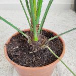 Palma karłowa (Chamaerops humilis) 85cm