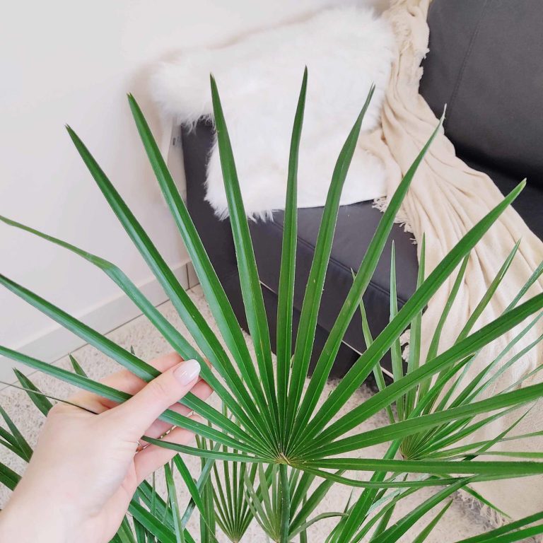 Palma karłowa (Chamaerops humilis) 85cm