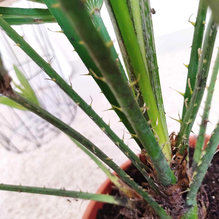 Palma karłowa (Chamaerops humilis) 85cm