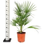 Palma karłowa (Chamaerops humilis) 85cm