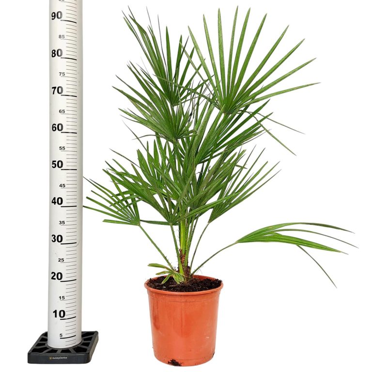 Palma karłowa (Chamaerops humilis) 85cm