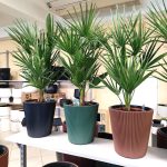 Palma karłowa (Chamaerops humilis) 85cm