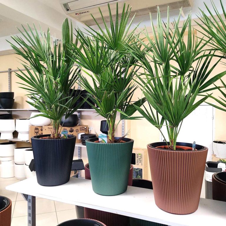 Palma karłowa (Chamaerops humilis) 85cm