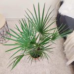 Palma karłowa (Chamaerops humilis) 85cm