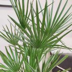 Palma karłowa (Chamaerops humilis) 85cm